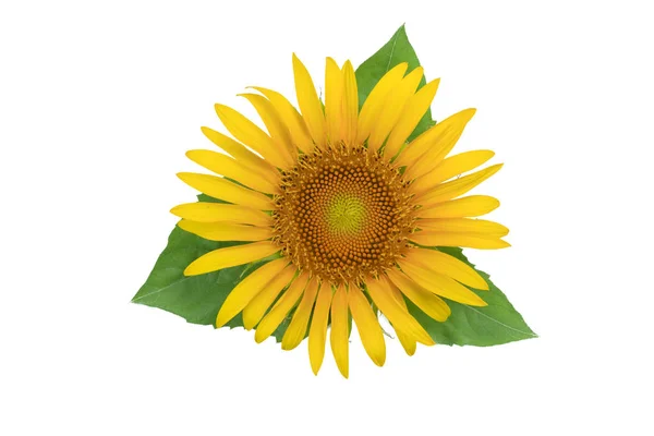 Girasole — Foto Stock