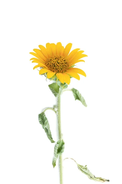 Sonnenblume — Stockfoto