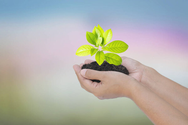 Дерево строится на женских человеческих руках с размытыми естественными
