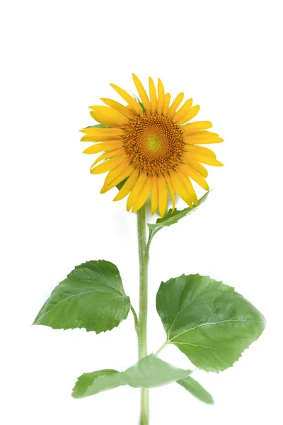 Ayçiçeği