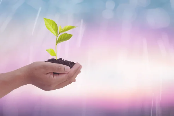 Human hand holding perfect growing tree plant. — ストック写真