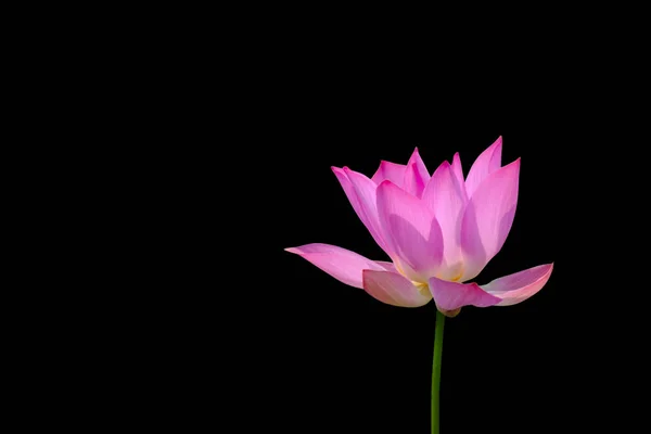 Fleur de lotus sur fond noir — Photo