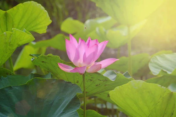 Lotusbloem op de vijver op zonnige dag. — Stockfoto