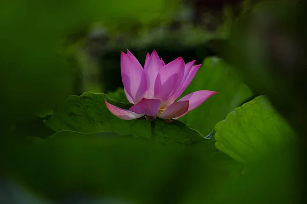 Lotus flower on the pond at sunny day. — Stock Photo, Image