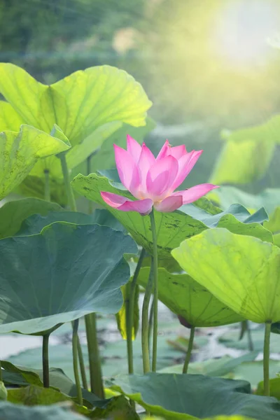 Lotusbloem op de vijver op zonnige dag. — Stockfoto