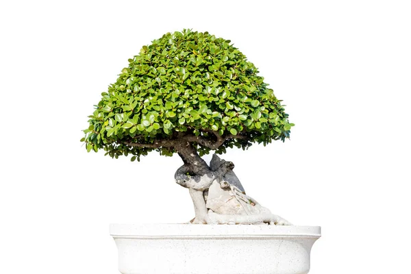 Un piccolo albero di bonsai in un vaso di ceramica . — Foto Stock