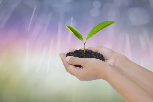 Träd hyvling på kvinnliga mänskliga händer med suddig naturlig — Stockfoto