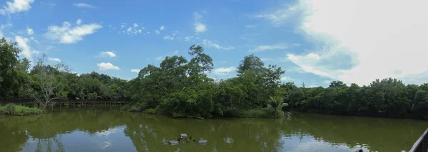 Panorama borovicového lesa s krásným jezerem — Stock fotografie