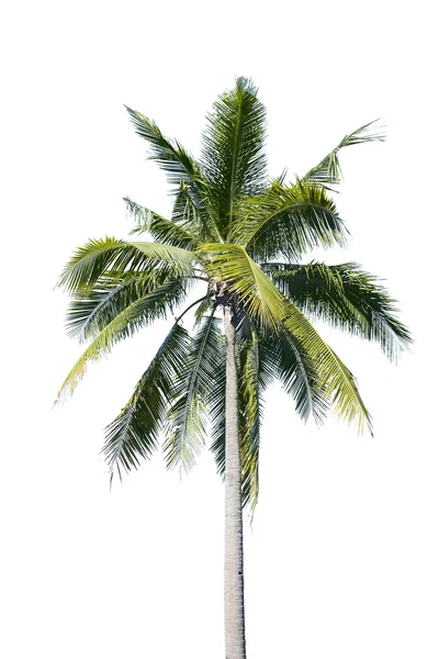 Árbol de coco — Foto de Stock