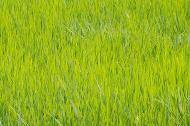 Green rice field with light in Thailand countyrside. 