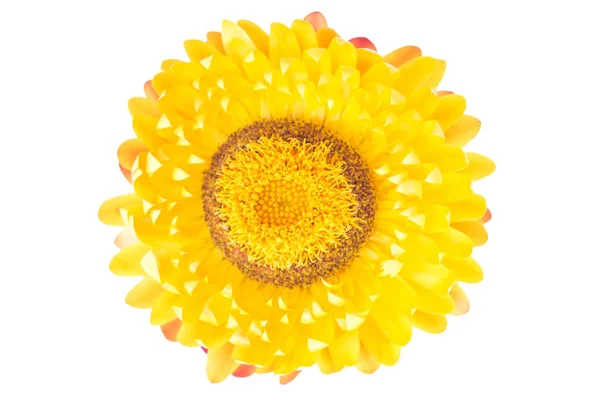 Strohblumen. — Stockfoto