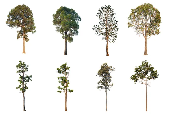 Collezione di Alberi Isolati su sfondo bianco . — Foto Stock