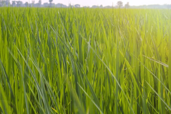 Campo de arroz verde con luz en el condado de Tailandia . — Foto de Stock