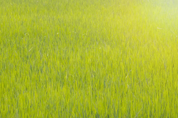 Green rice field with light in Thailand countyrside. — Stock Photo, Image