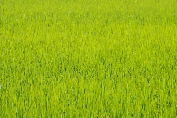 Campo de arroz verde con luz en el condado de Tailandia . — Foto de Stock
