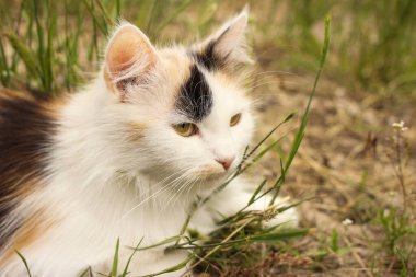 Küçük kedi yavrusu çimenlerde otururken görüldü