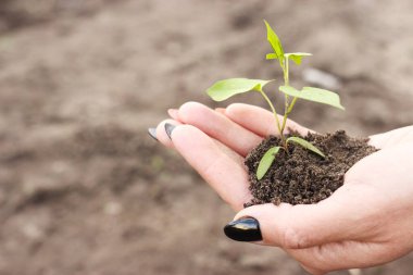 Kadın elinde toprak olan yeşil bir bitki tutuyor.