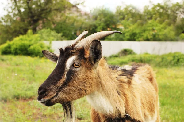 Goat Beard Grazing Meadow Eating Green Grass — Stock Photo, Image