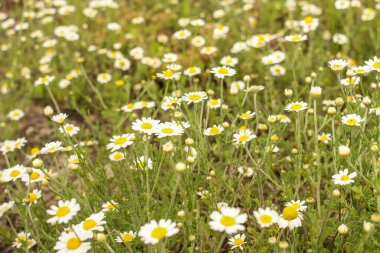 Bahar ya da yaz aylarında çayır çiçekleri
