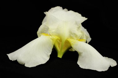 Siyah arkaplanda beyaz iris çiçeği