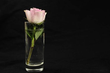 Siyah arka planda pembe gül. Boşluğu kopyala