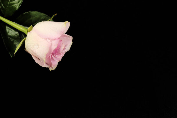 Pink rose on black background. Copy space