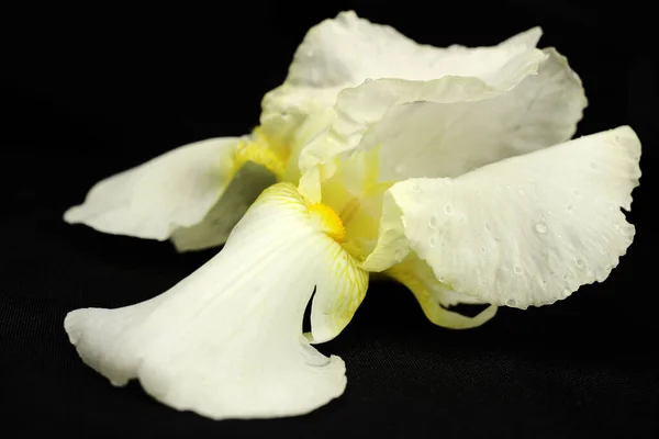 White Iris Flower Black Background — Stock Photo, Image