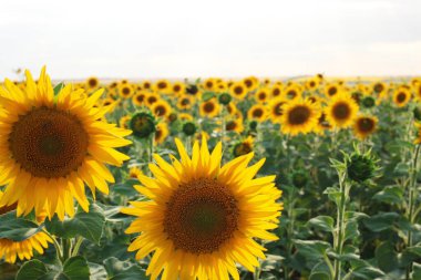 Bir ayçiçeği tarlası ve bir arı bir çiçeğe yakın.