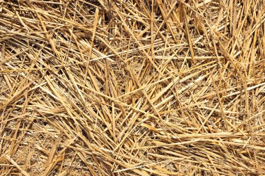 kuru saman dokusu arkaplanı, desen