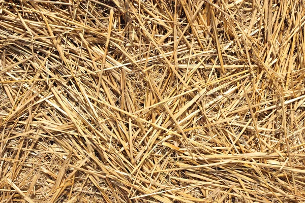 kuru saman dokusu arkaplanı, desen