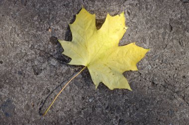 Siyah asfalt üzerinde sonbahar sarı akçaağaç yaprağı