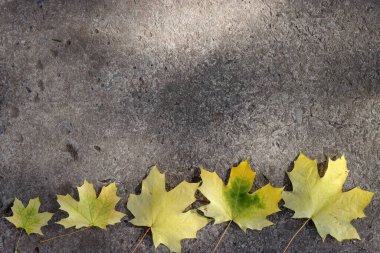 Sonbahar sarı akçaağaç yaprakları siyah asfaltta