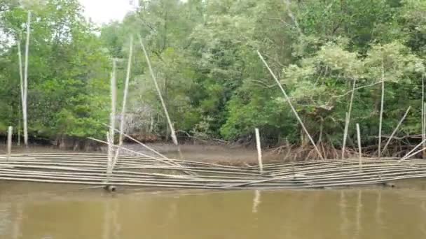 Vista Del Barco Avanzando Casi Bosque Manglares Estuario Del Río — Vídeo de stock
