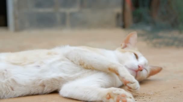 Die Katze Die Auf Dem Land Thailands Lebt — Stockvideo