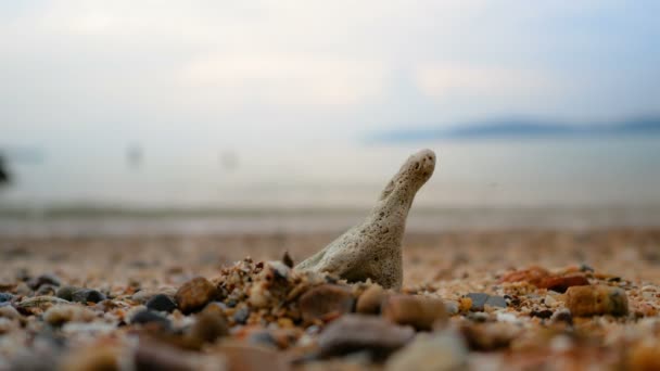 Spiaggia Sabbia Con Onda Marina Seleziona Focus Profondità Campo Poco — Video Stock