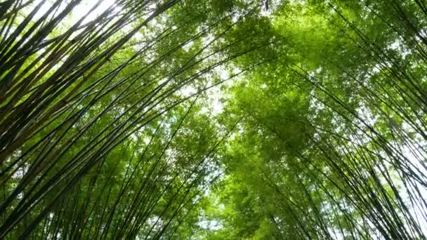 Landschaftlich Frische Natur Grüner Bambus Waldtunnel — Stockvideo