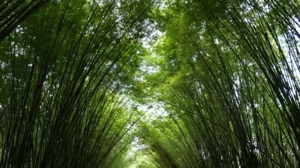 Scenic Fresh Nature Green Bamboo Forest Tunnel — Stock Video