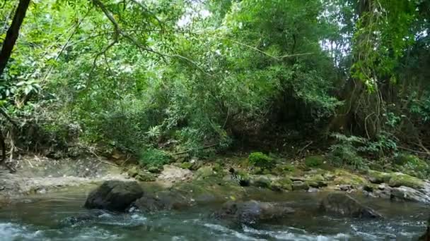 Escénica Naturaleza Arroyos Cascadas — Vídeos de Stock