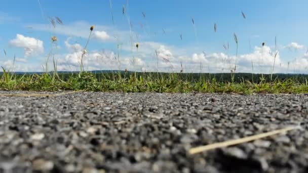 小花草对水库大坝风景区景观的危害 — 图库视频影像