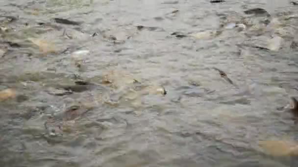 Requin Irisé Mangeant Pain Dans Eau — Video