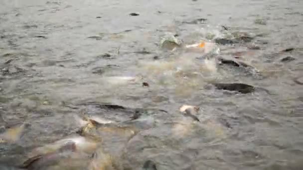 彩虹鲨在水中吃面包 — 图库视频影像