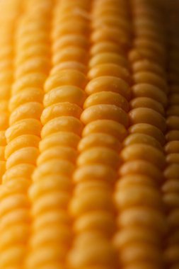 Shot taze olgun ve soyulmuş tatlı Mısır su damla yüksek vitamin doğa gıda seçin odak sığ alan derinliği ile kapatmak