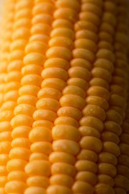 Shot taze olgun ve soyulmuş tatlı Mısır su damla yüksek vitamin doğa gıda seçin odak sığ alan derinliği ile kapatmak