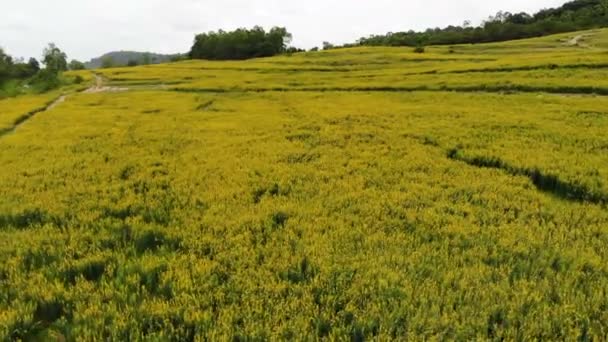 Drone Strzał Widok Lotu Ptaka Malowniczy Krajobraz Gospodarstwa Rolnego Wsi — Wideo stockowe