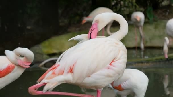 Oiseau flamant à l'étang d'eau 