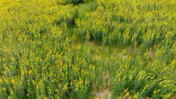 Drone Tiro Vista Aérea Paisaje Escénico Granja Agricultura Campo — Vídeo de stock