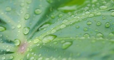 Ağır çekim yağmur damlası taze ve doğa su 