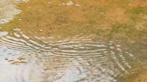 Gota Lluvia Cámara Lenta Sobre Agua Dulce Natural — Vídeos de Stock