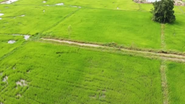 Drone Plano Vista Aérea Paisaje Escénico Granja Agrícola Campo — Vídeos de Stock