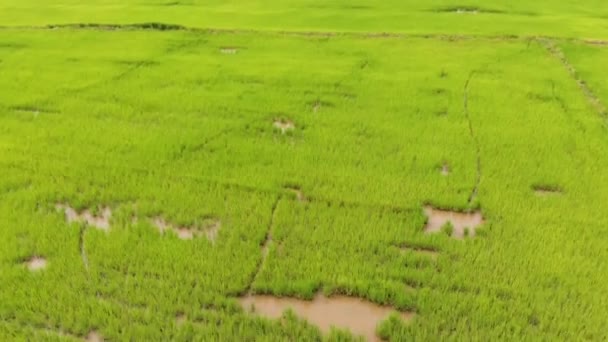 Drone Strzał Lotu Ptaka Malowniczy Krajobraz Gospodarstwa Rolnego Wsi — Wideo stockowe